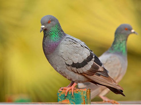 ما هي الأنواع المفضله للتربيه في الحمام؟ - Shopivet.com