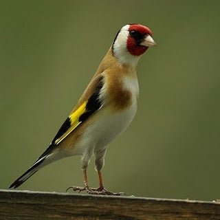 ماهو الاكل المناسب لطائر الحسون - Shopivet.com