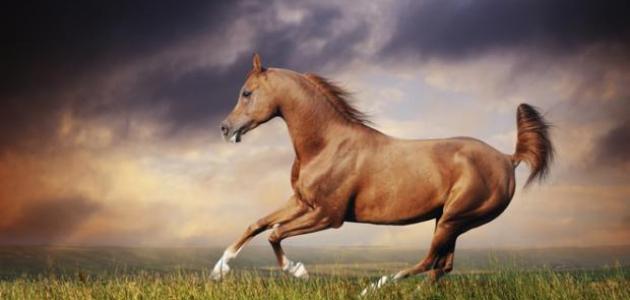 ماهو الروتين اليومي للخيل - Shopivet.com