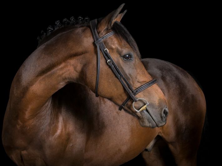 ماهو التشنيف في الخيل - Shopivet.com