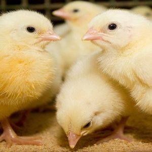 ماهي الخطوات المتبعه لنجاح عملية التحصين عن طريق المياه - Shopivet.com