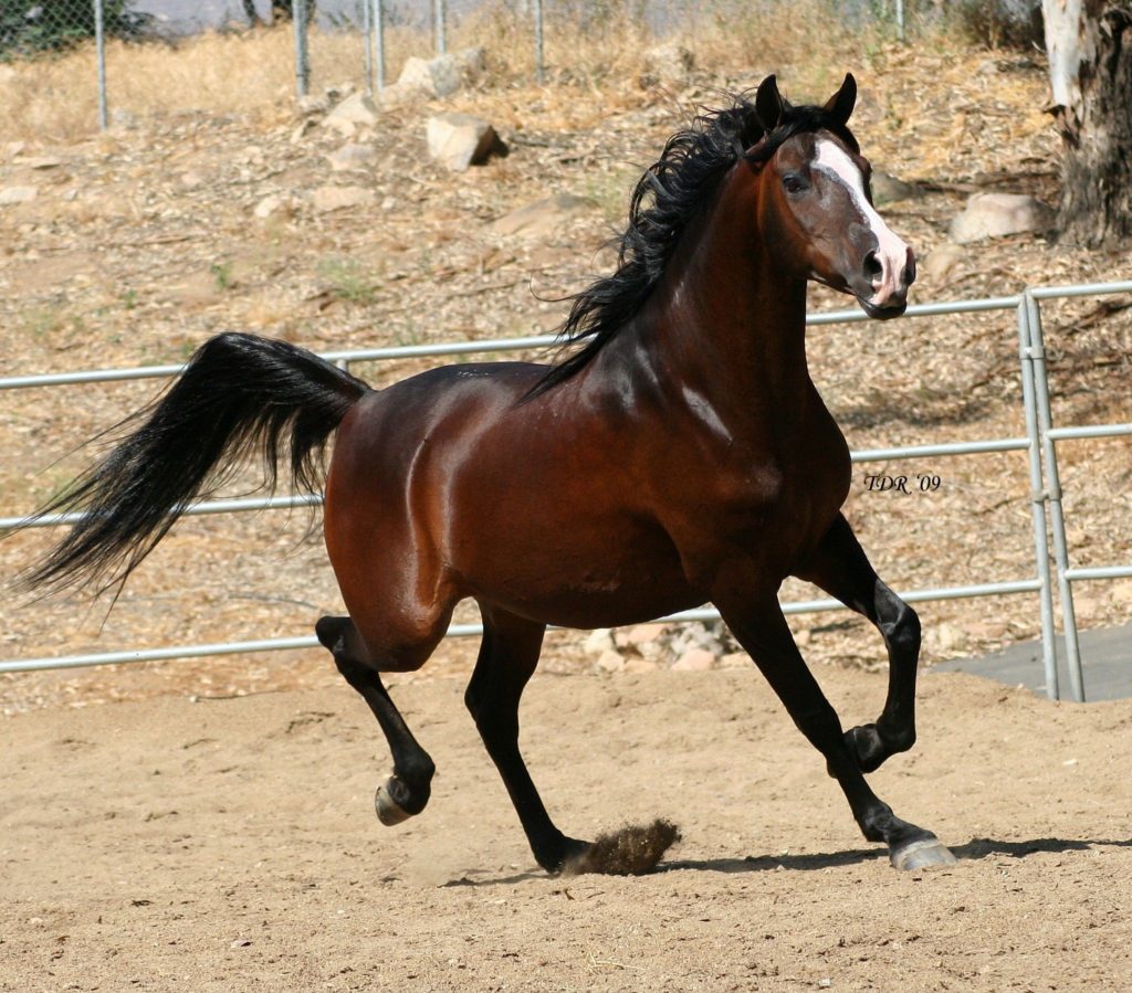 ماهي أسباب الحصر  عند الخيول - Shopivet.com