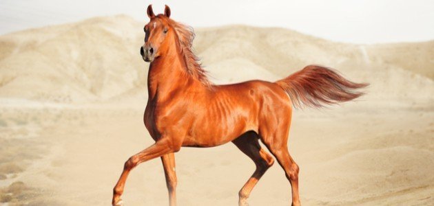 ماذا تعرف عن الخيول العربية ؟ - Shopivet.com