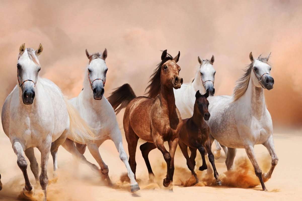 ماذا تحتاج الخيل من العناصر الغذائية - Shopivet.com