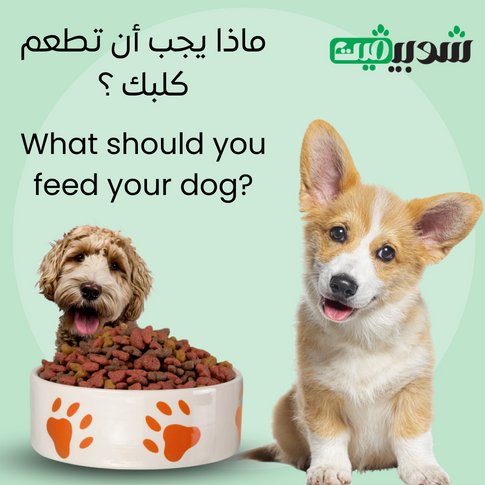 ماذا يجب أن أطعم كلبي؟ - Shopivet.com