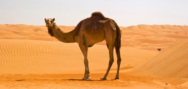 مرض الجرب في الإبل - Shopivet.com