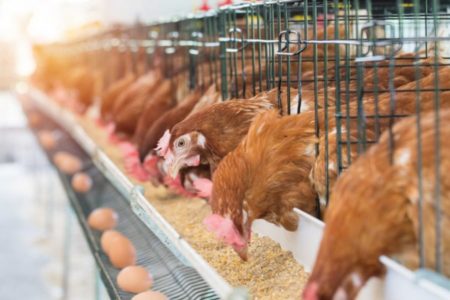 مشكلة اكل الدجاج للبيض أسبابها وحل المشكله - Shopivet.com