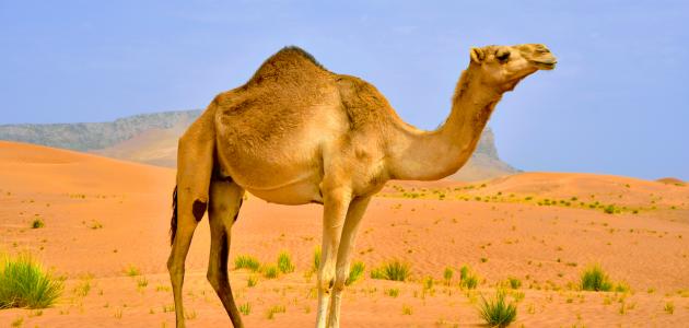 نقص الكالسيوم والفوسفور في الإبل - Shopivet.com