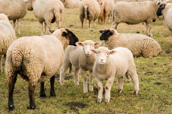 نصائح للتعامل مع الحيوانات مع بداية فصل الشتاء - Shopivet.com