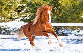 رعاية الخيل في الأجواء الباردة - Shopivet.com