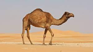 صحة الهجن وأكله وشربه - Shopivet.com