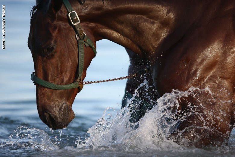 شرب الخيل - Shopivet.com