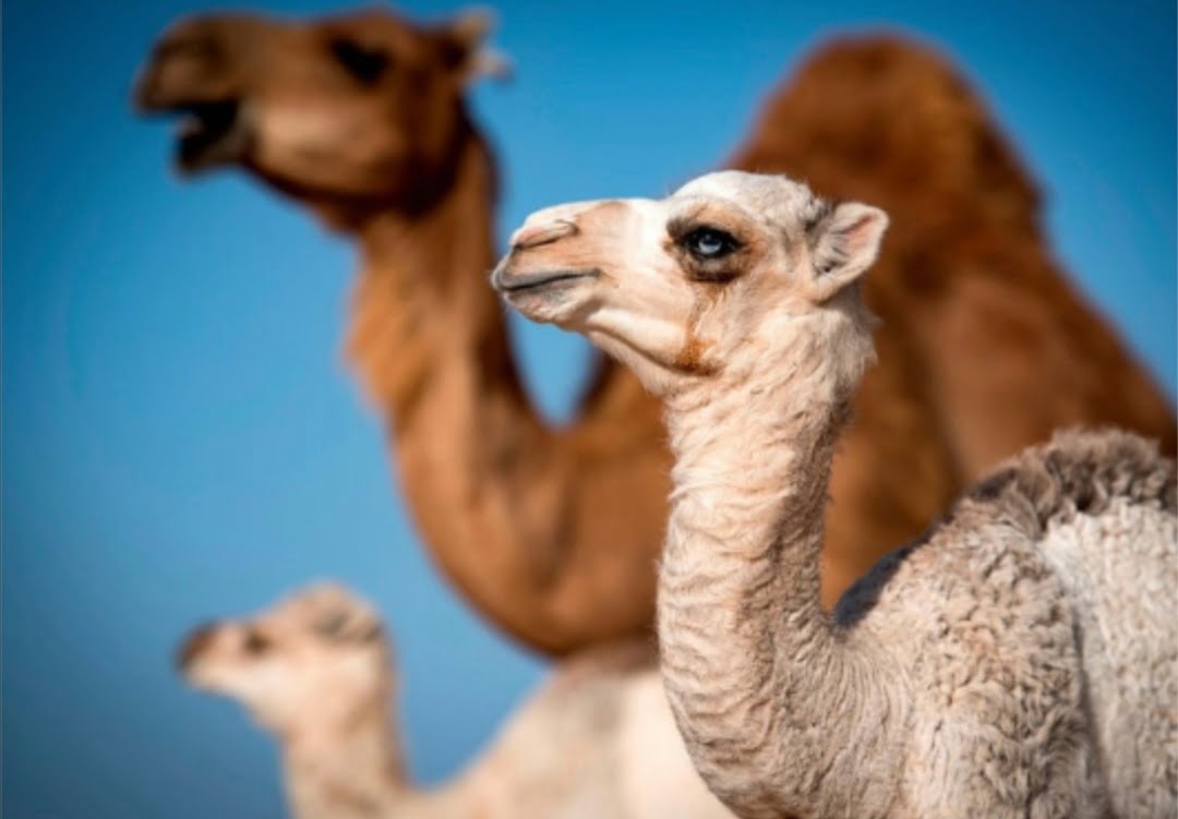 سمات الصحة في الإبل - Shopivet.com