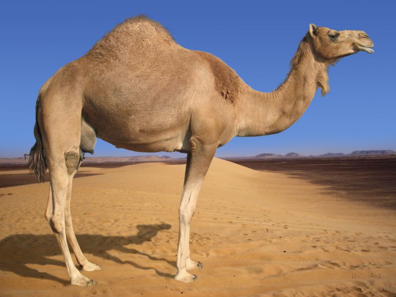تعرف الى اهم الأمراض التي تصيب الإبل مرض القراع - Shopivet.com