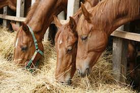 تغذية الخيل - Shopivet.com