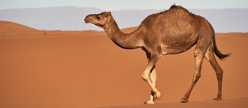 تنكرز الجلد المعدي في الإبل - Shopivet.com