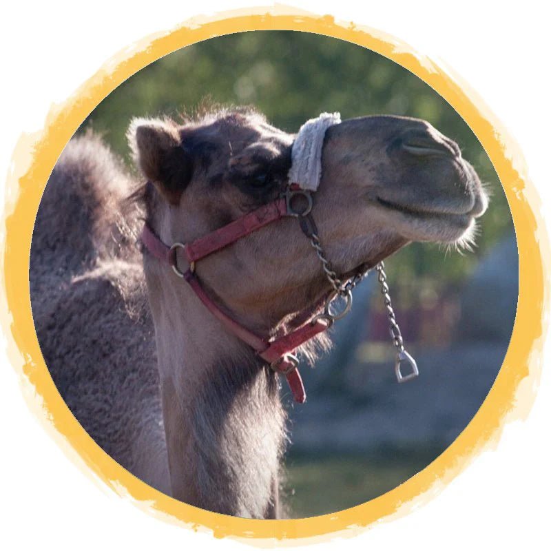 ابل - Shopivet.com