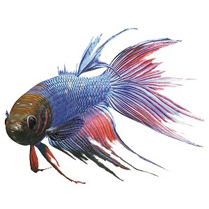 أسماك - Shopivet.com