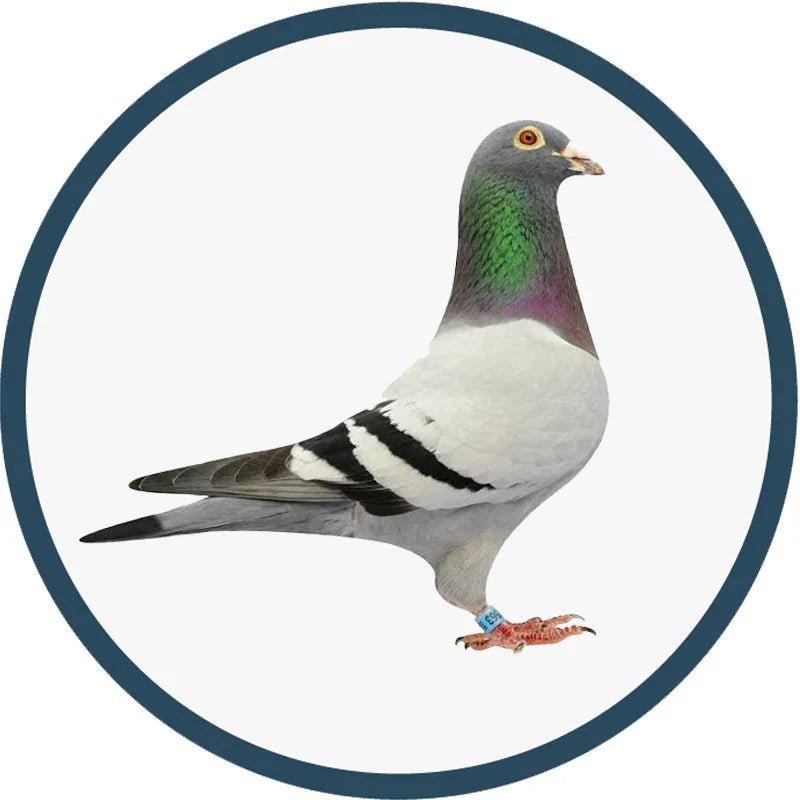 حمام - Shopivet.com