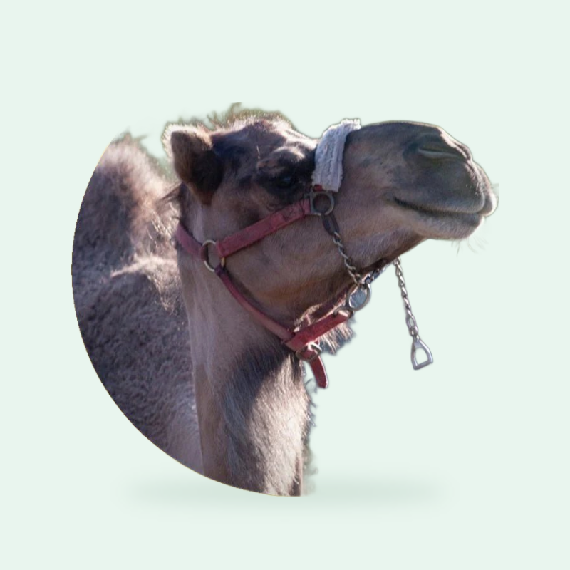 إبل