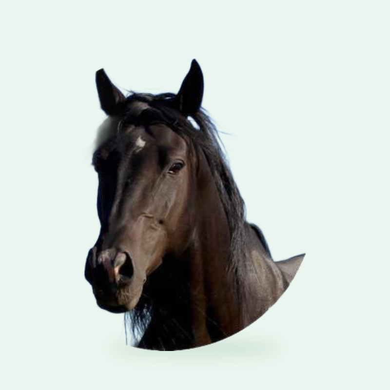 خيول