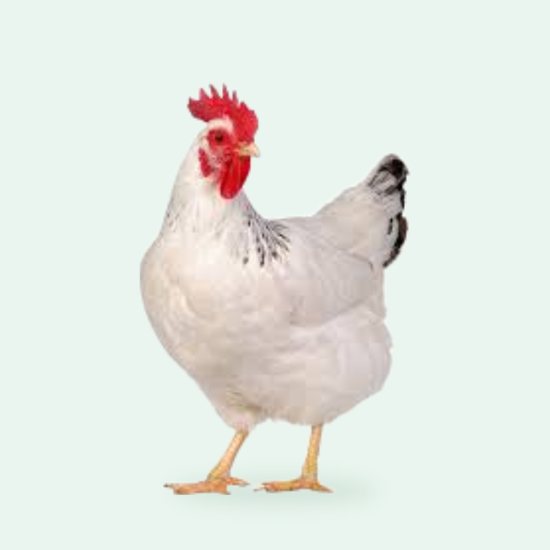 دواجن