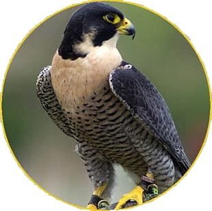 صقور - Shopivet.com