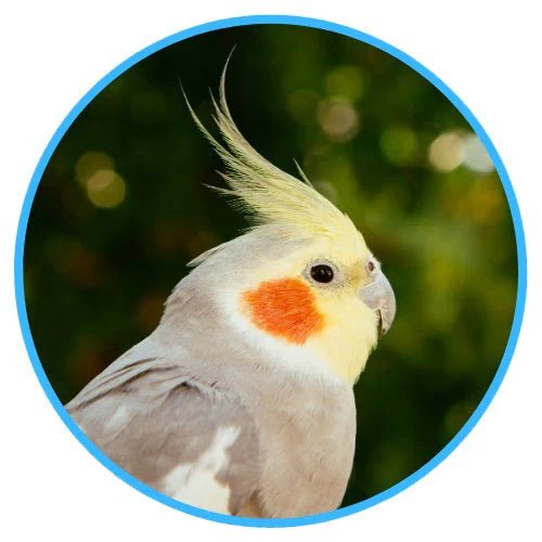 طيور - Shopivet.com