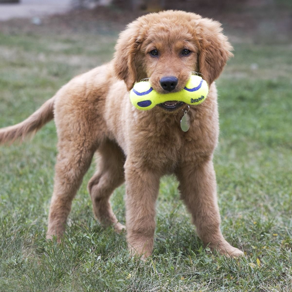 Kong AirDog Squeaker Dumbbell Dog Toy - M
