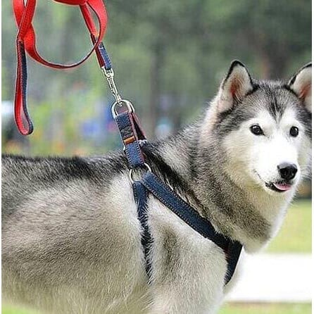 Dog Leash Harness Adjustable & Durable Leash Set & Heavy Duty Denim Dog Leash Collar - blue - extra-large