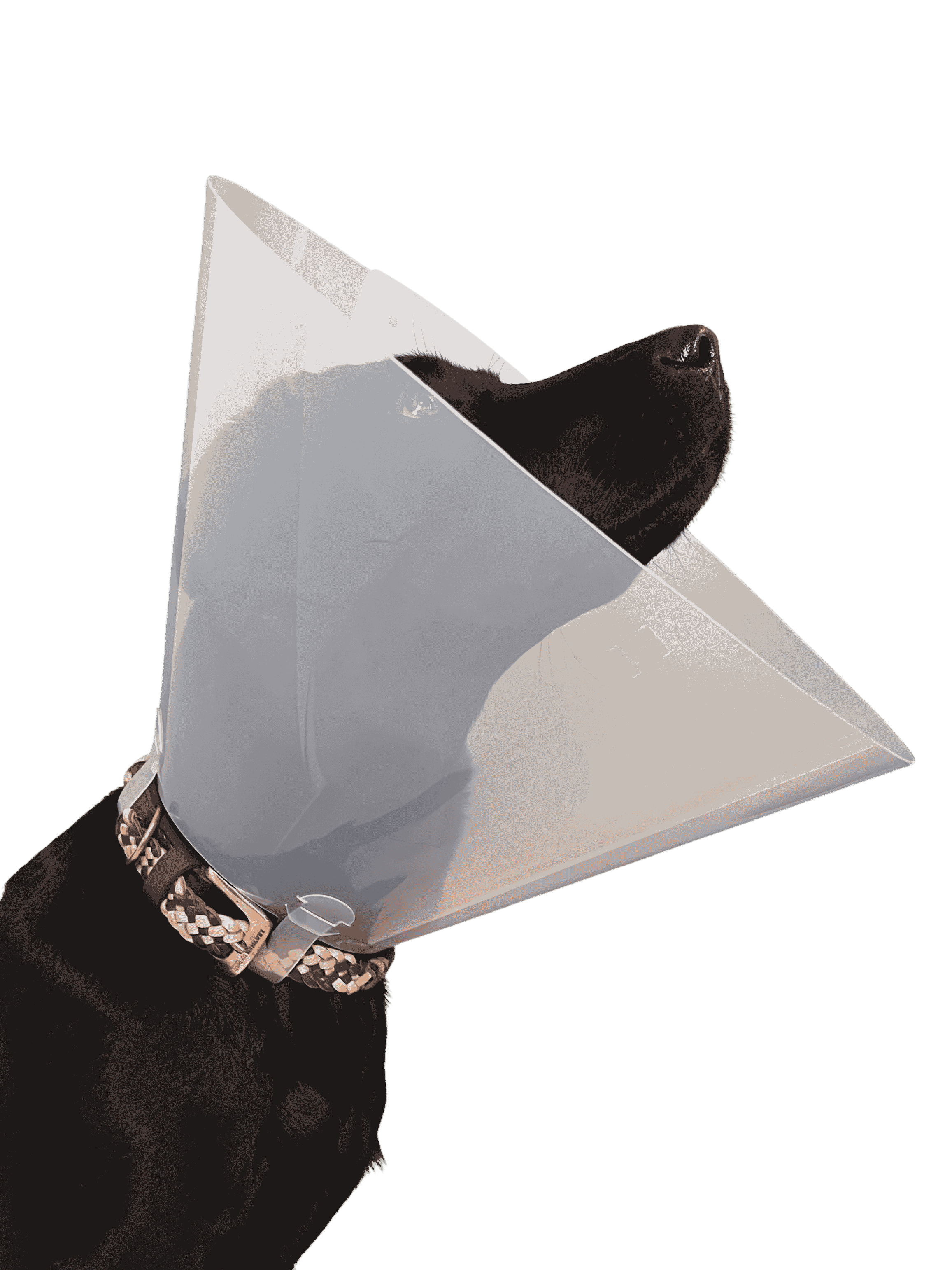 FIONIAVET ELIZABETHAN COLLAR 20 CM, 10/PK