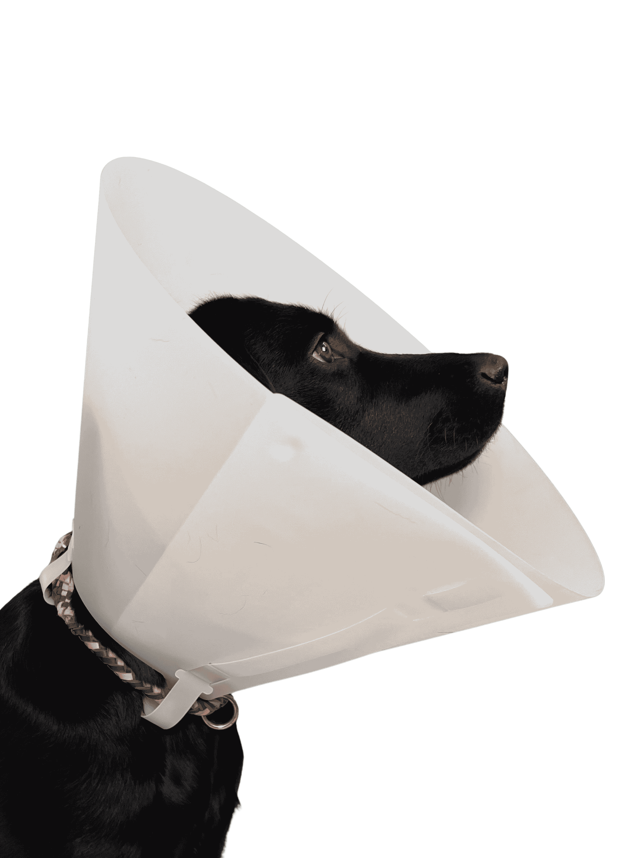 FIONIAVET ELIZABETHAN COLLAR, OPAQUE 7.5 CM, 10/PK