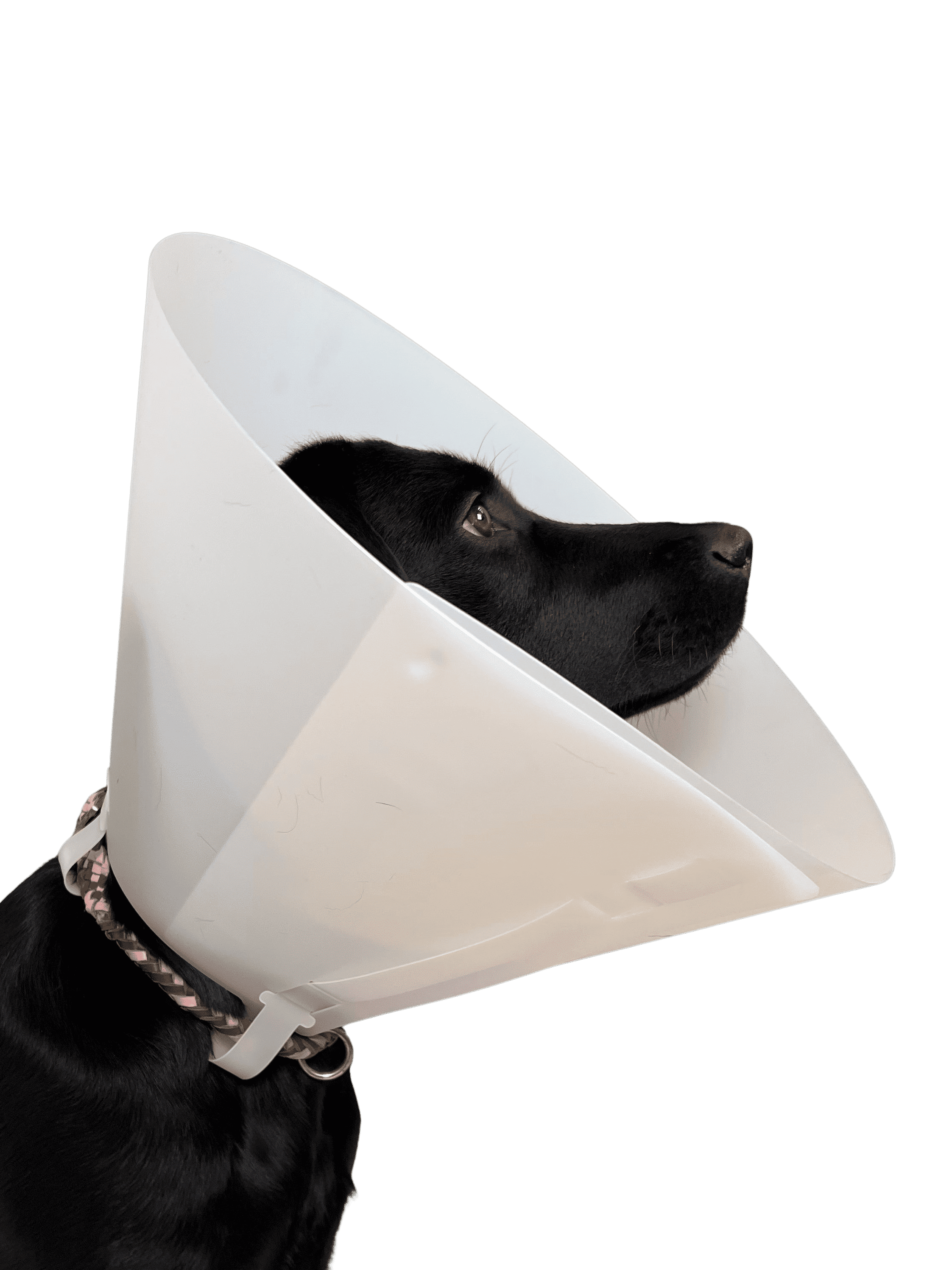 FIONIAVET ELIZABETHAN COLLAR, OPAQUE, 12.5 CM, 10/PK