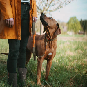 Hunter Wolmar BioThane x Leather Training Dog Leash - Khaki-Orange 19/200
