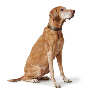 Hunter Wolmar Alu-Strong BioThane x Leather Dog Collar - Chocolate-Cognac Large