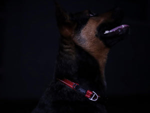 Rogz Utility Reflective Stitching Dog Collar - LIME X-Large