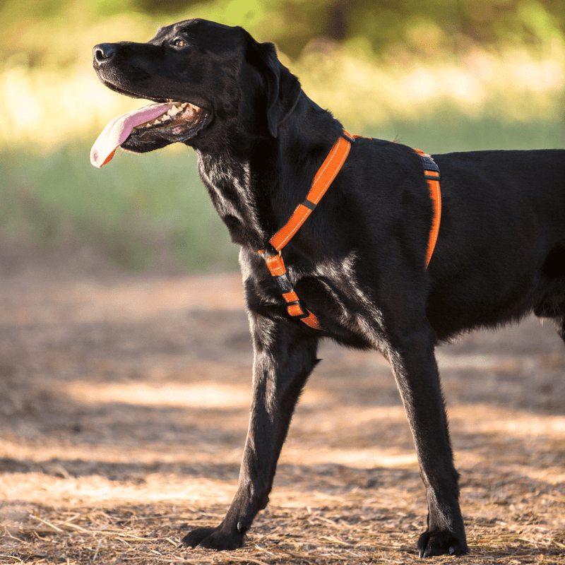 Rogz Utility Reflective Stitching Dog Harness - GREEN Small