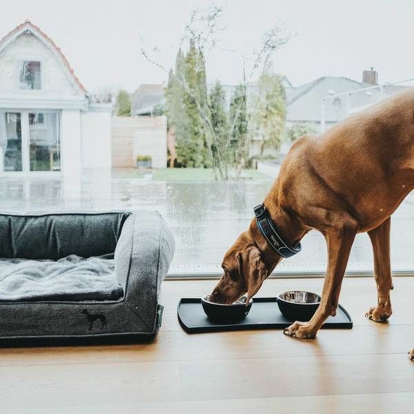 Hunter Divo Dog Collar  - Dark Blue Large