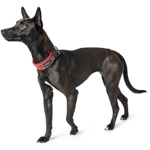 Hunter Divo Dog Collar  - Red Large