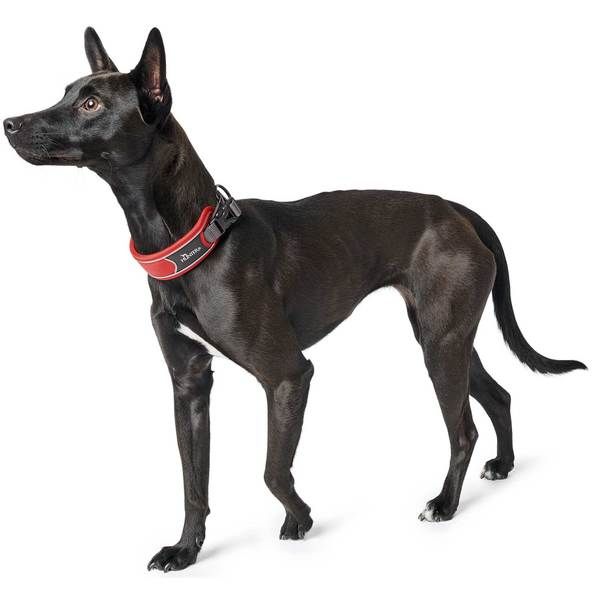 Hunter Divo Dog Collar  - Grey Large