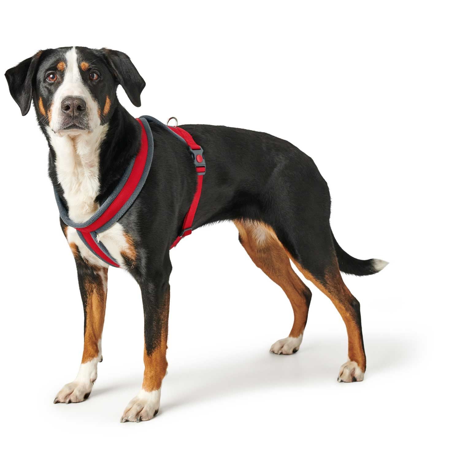 Hunter London Dog Harness  - RED M-L 63