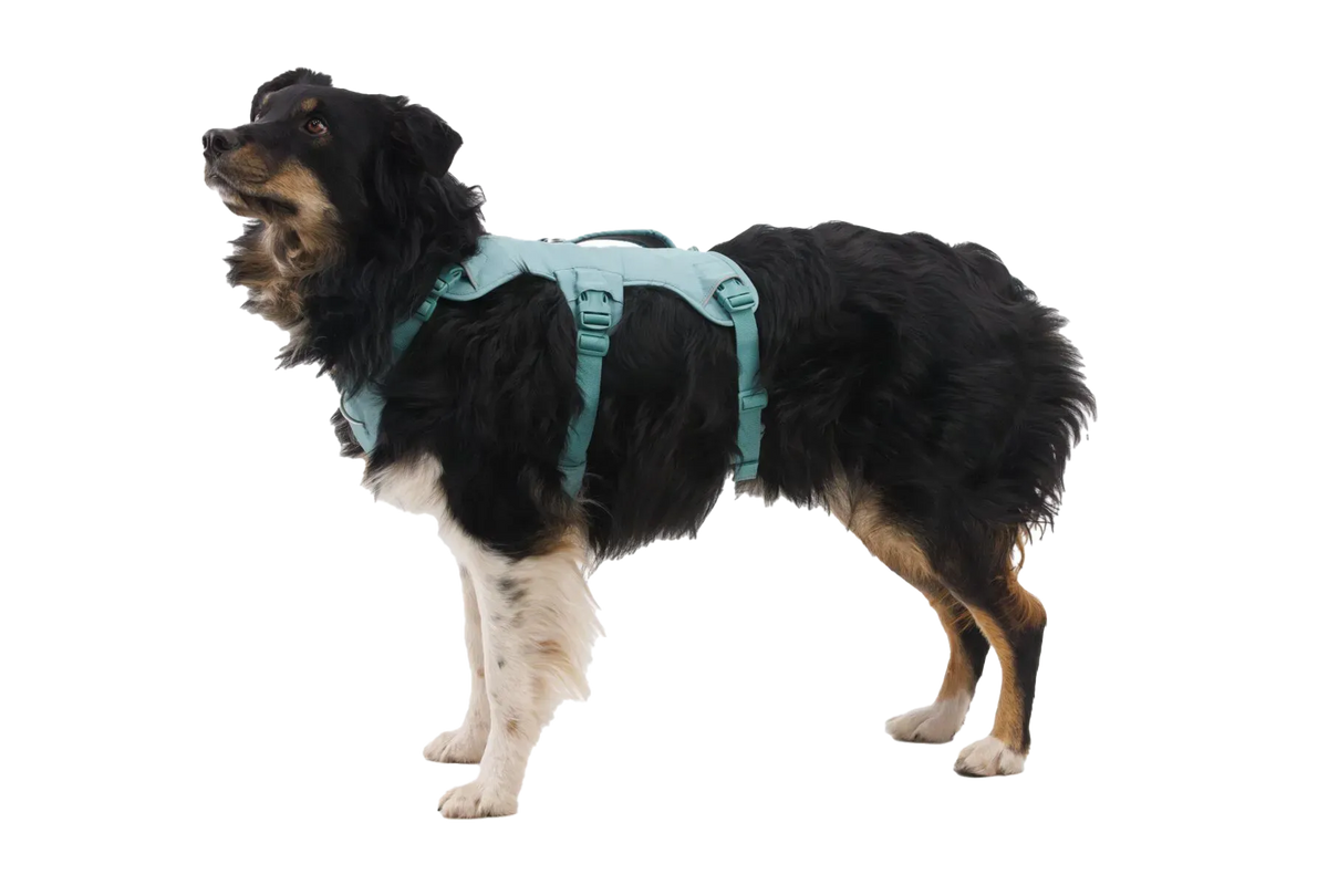 Ruffwear WebMaster Dog Harness - Blaze Orange M