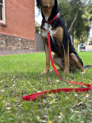 Flamingo Art Sportiv Nylon Dog Leash - Orange 10MM