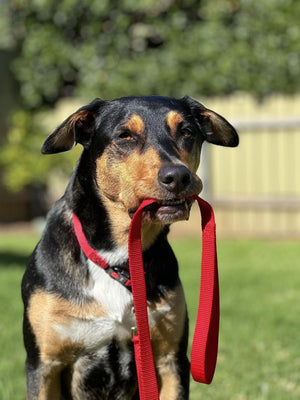 Flamingo Art Sportiv Nylon Dog Leash - Orange 10MM