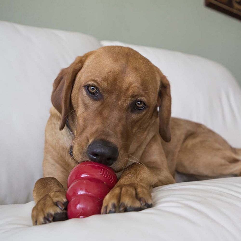 Kong Snacks Liver Recipe Dog Treats - L