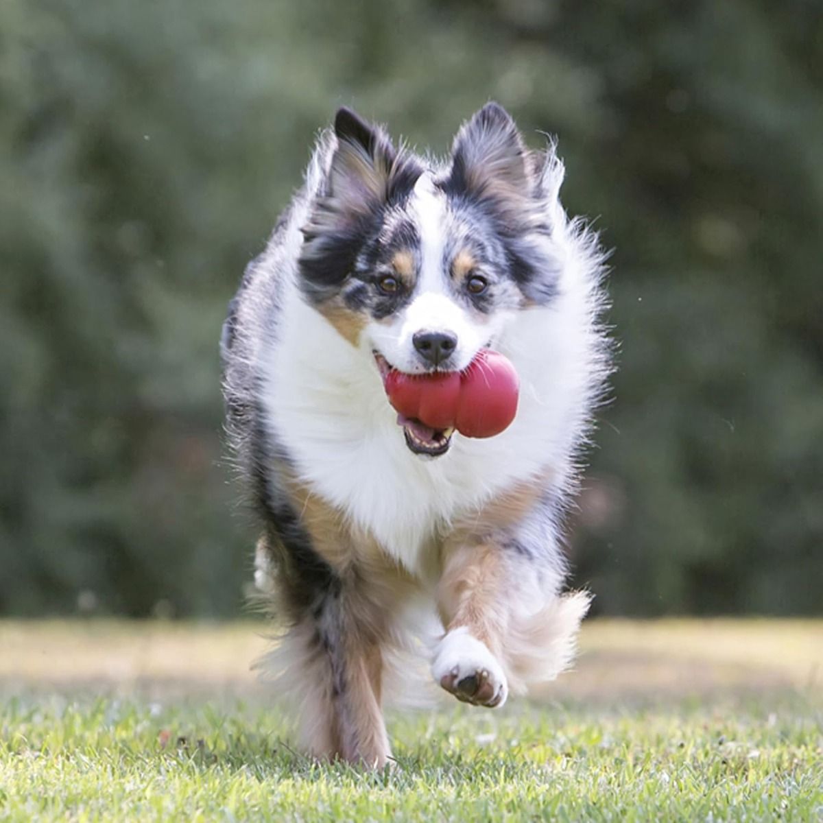 Kong Classic Dog Toy - XX-L
