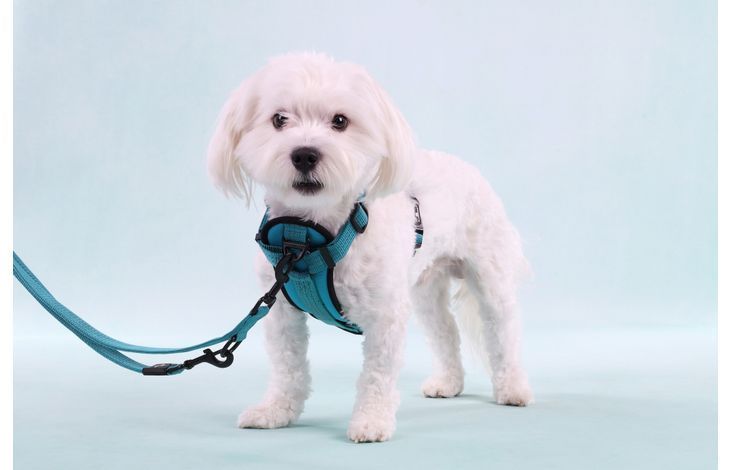 Flamingo Zorba Training Dog Leash 250cm - Turquoise 250cm