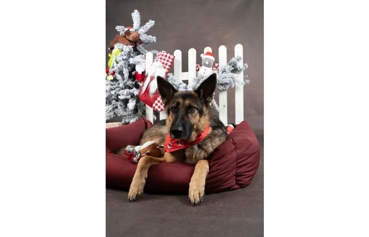 Flamingo Mik Red Christmas Dog Bandana - Red