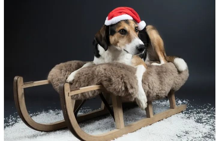 Flamingo Ponne Red Santa Christmas Dog Hat - Red