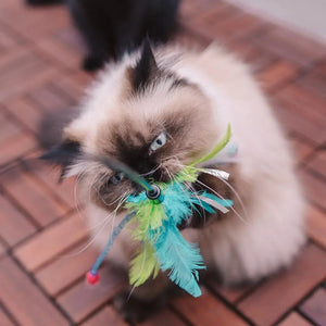 Duvo Assortment Playing Rod With Feathers Mixed Colors 62x3x1.5cm - Cat Toy[Dimension - 62 x 3 x 1.5cm]